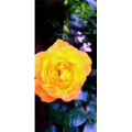 花166