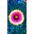花167