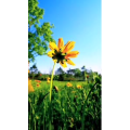 花170
