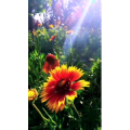 花171