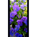 花172