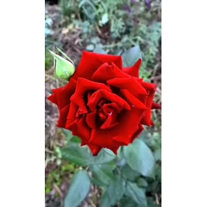 花174