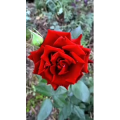 花174