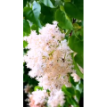 花178