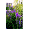 花179