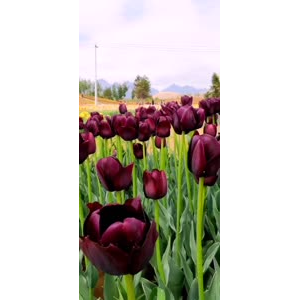 花183