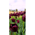 花183