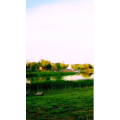 花188