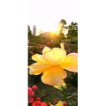 花191