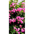 花194