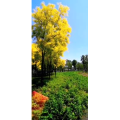 花196