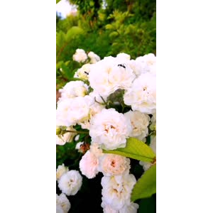 花197