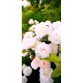 花197