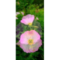 花199