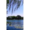 花200