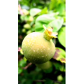 花203