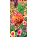 花206