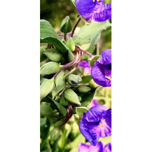 花208