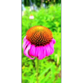 花212