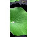 花219