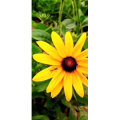 花221