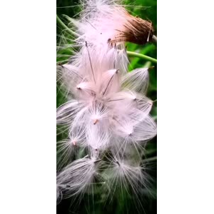 花222
