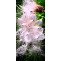 花222