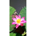 花223