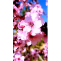 花224