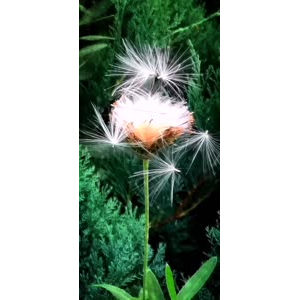 花225