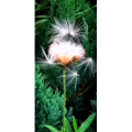 花225