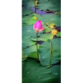 花226
