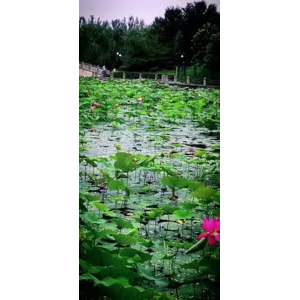 花227