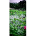 花227