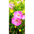 花228