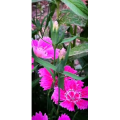 花229