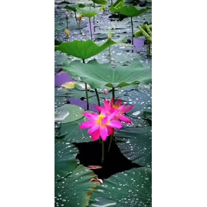 花232