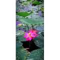花232