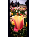 花234