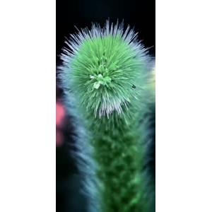 花235
