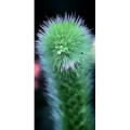 花235