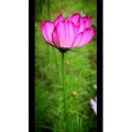 花237