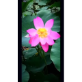 花238
