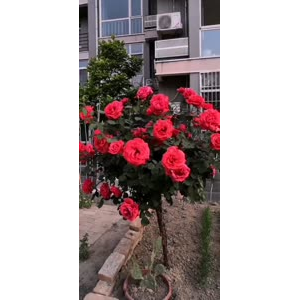 花239