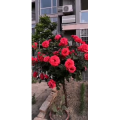 花239