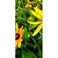 花240
