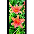 花241