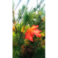 花242