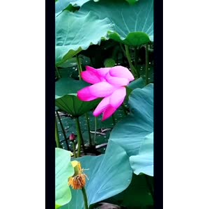 花243