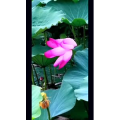 花243